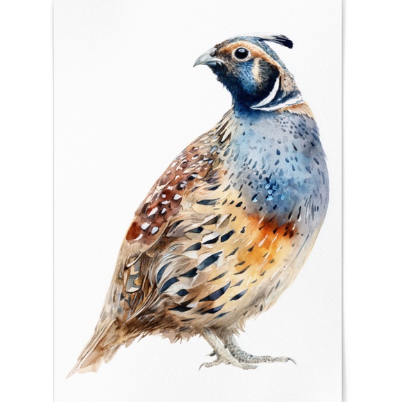 Watercolor Quail Wall Art Print, Unframed - Vibrant Nature-Inspired Home Decor - Picture 2 of 6
